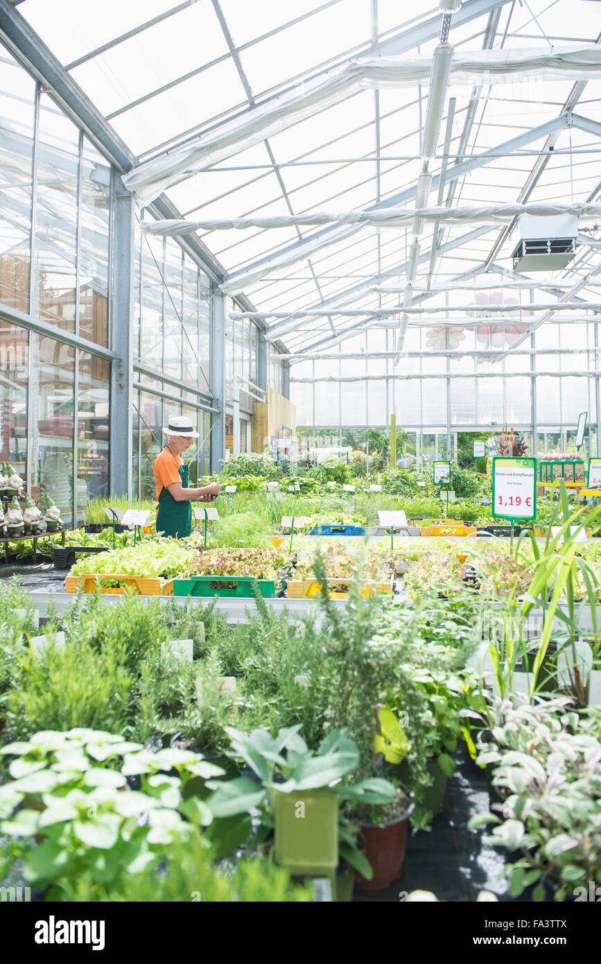 Male gardener working in greenhouse, Augsburg, Bavaria, Germany Stock