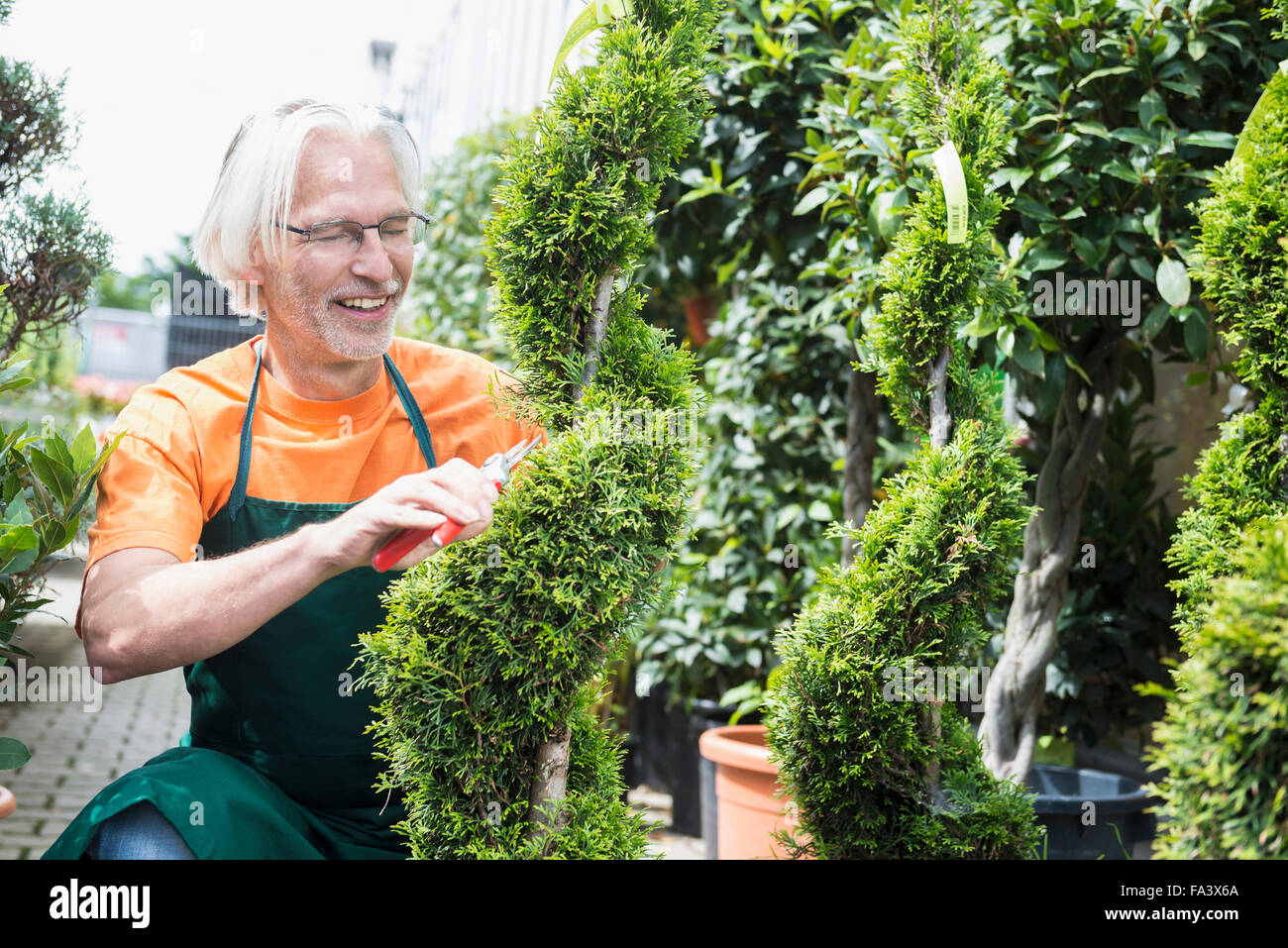 Male gardener pruning a plant in greenhouse, Augsburg, Bavaria, Germany