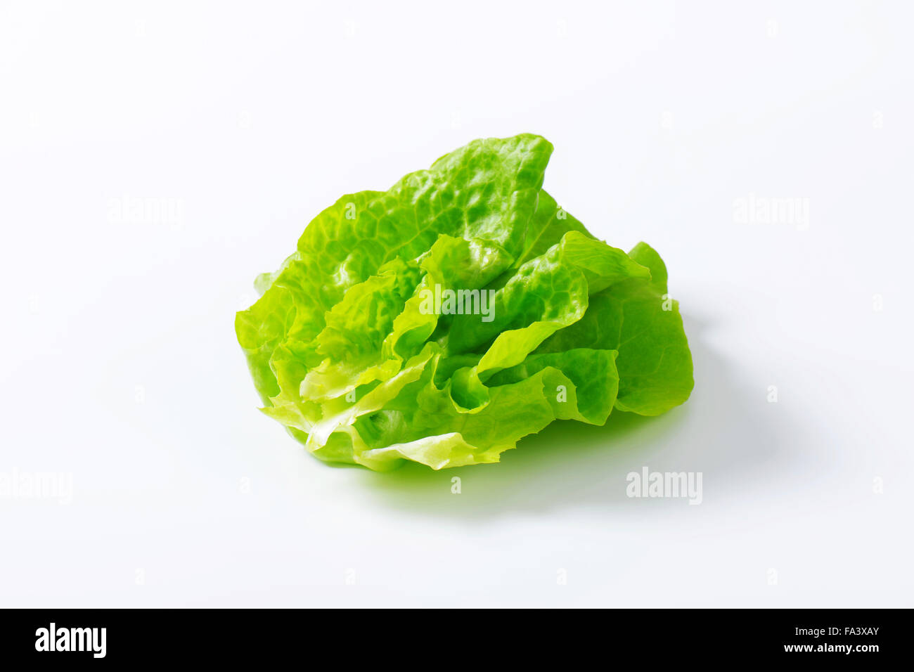 Butterhead Also known as Boston or Bibb lettuce Stock Photo Alamy