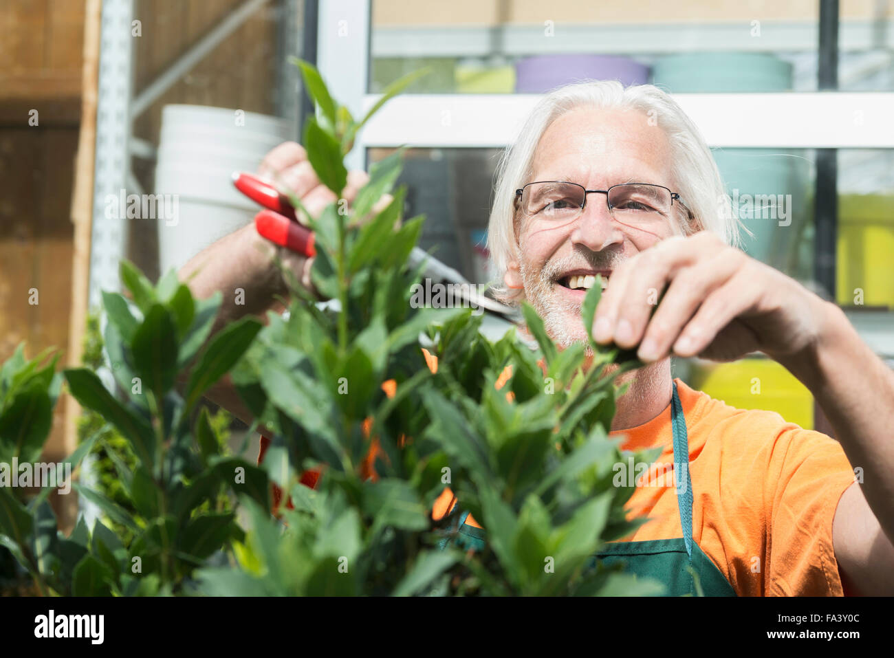 Male gardener pruning a plant in greenhouse, Augsburg, Bavaria, Germany
