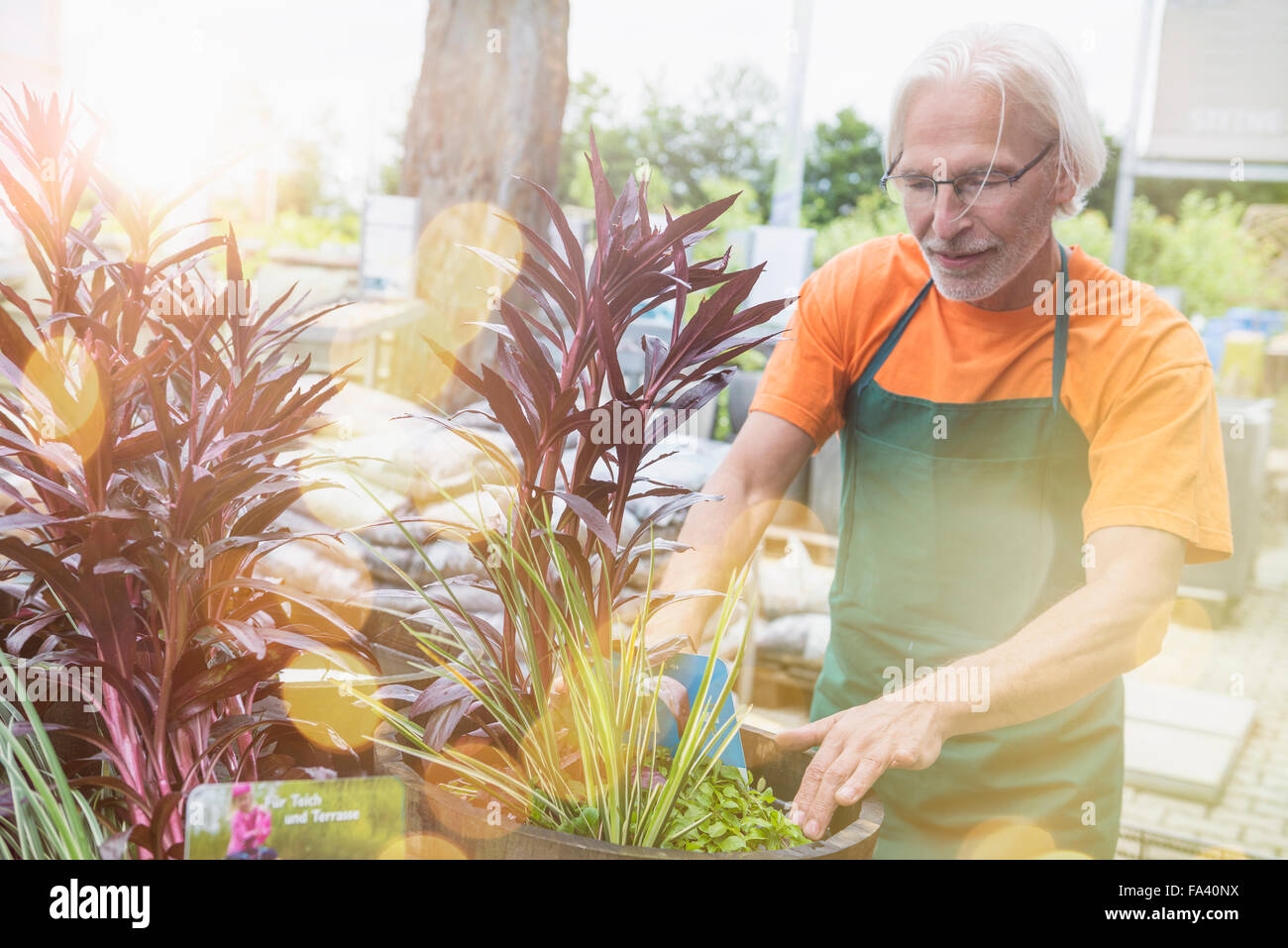 Male gardener caring for aquatic plants in greenhouse, Augsburg