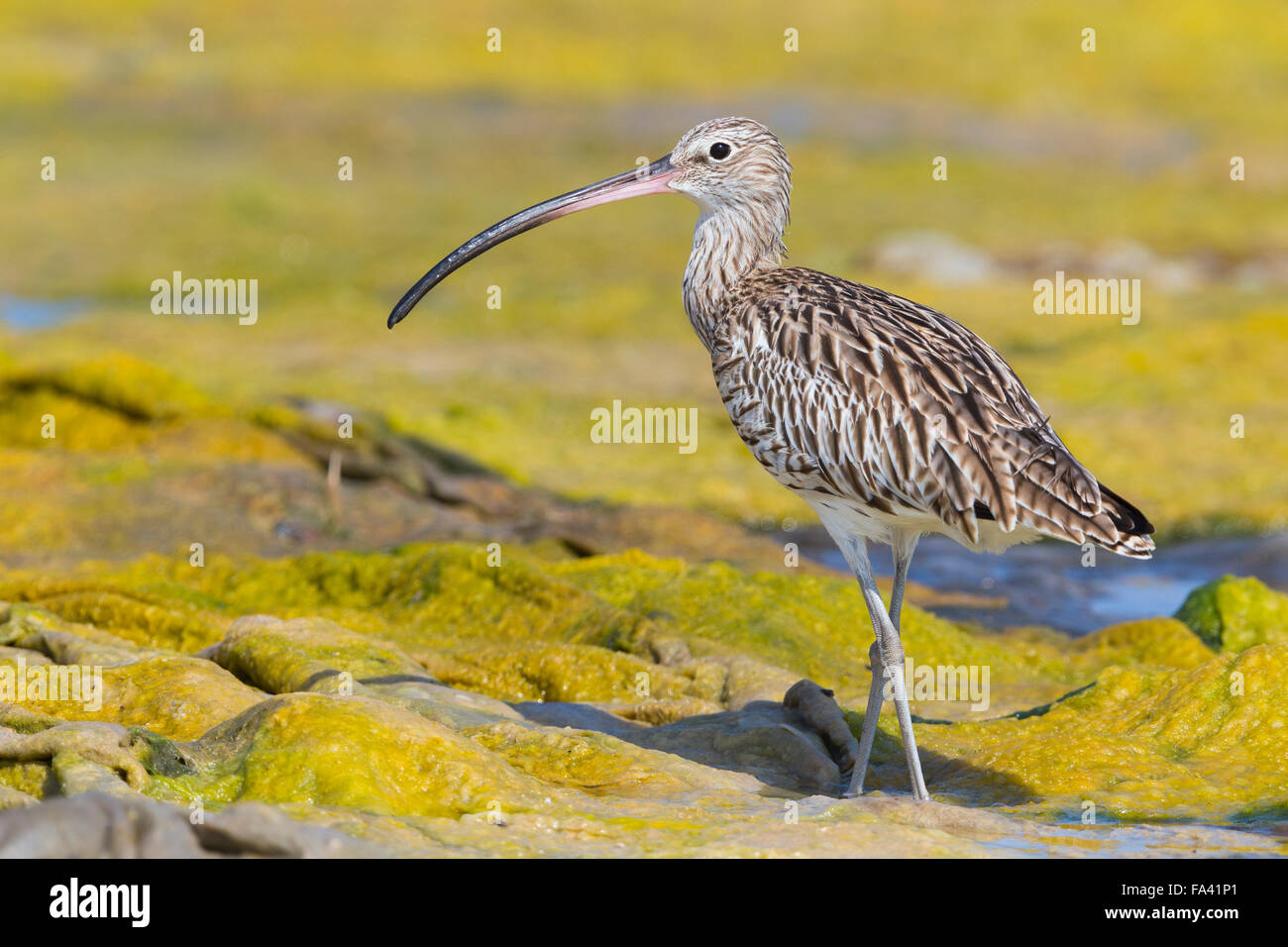 Eurasian Curlew, Standing in a swamp, Qurayyat, Muscat Governorate, Oman (Numenius arquata) Stock Photo