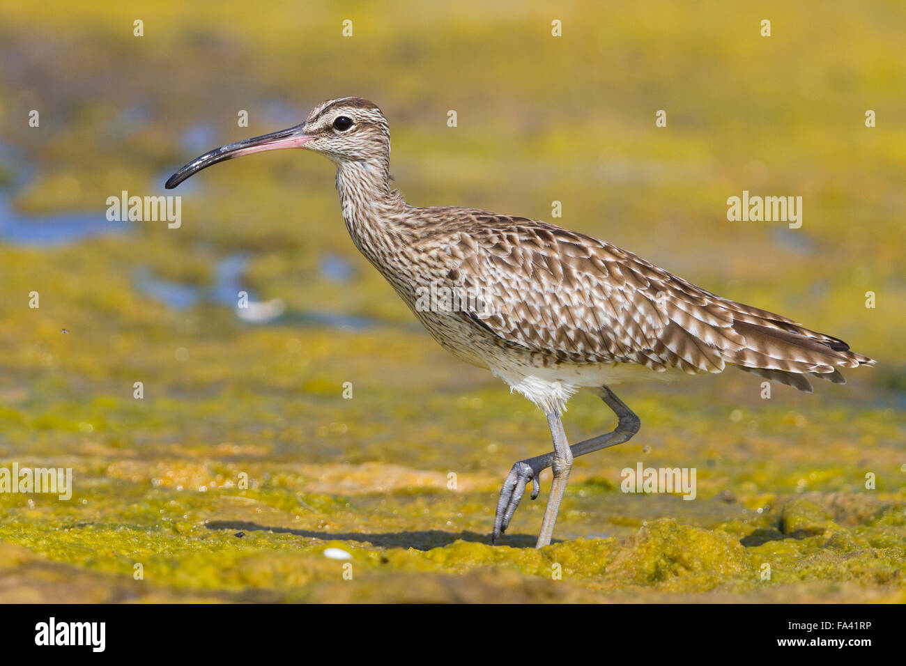 Eurasian Whimbrel, Standing in a swamp. Qurayyat, Muscat Governorate, Oman (Numenius phaeopus) Stock Photo