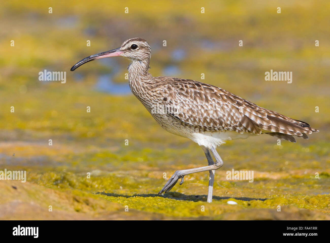 Eurasian Whimbrel, Standing in a swamp. Qurayyat, Muscat Governorate, Oman (Numenius phaeopus) Stock Photo