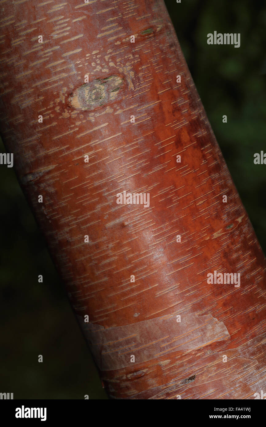 Bronze bark hi-res stock photography and images - Alamy