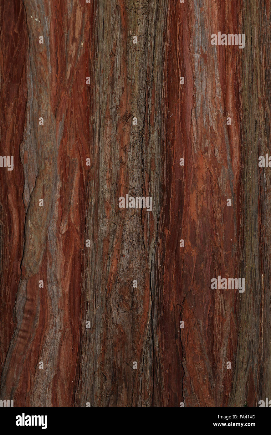 The soft red bark of the Incense Cedar (Calocedrus decurrens) from the