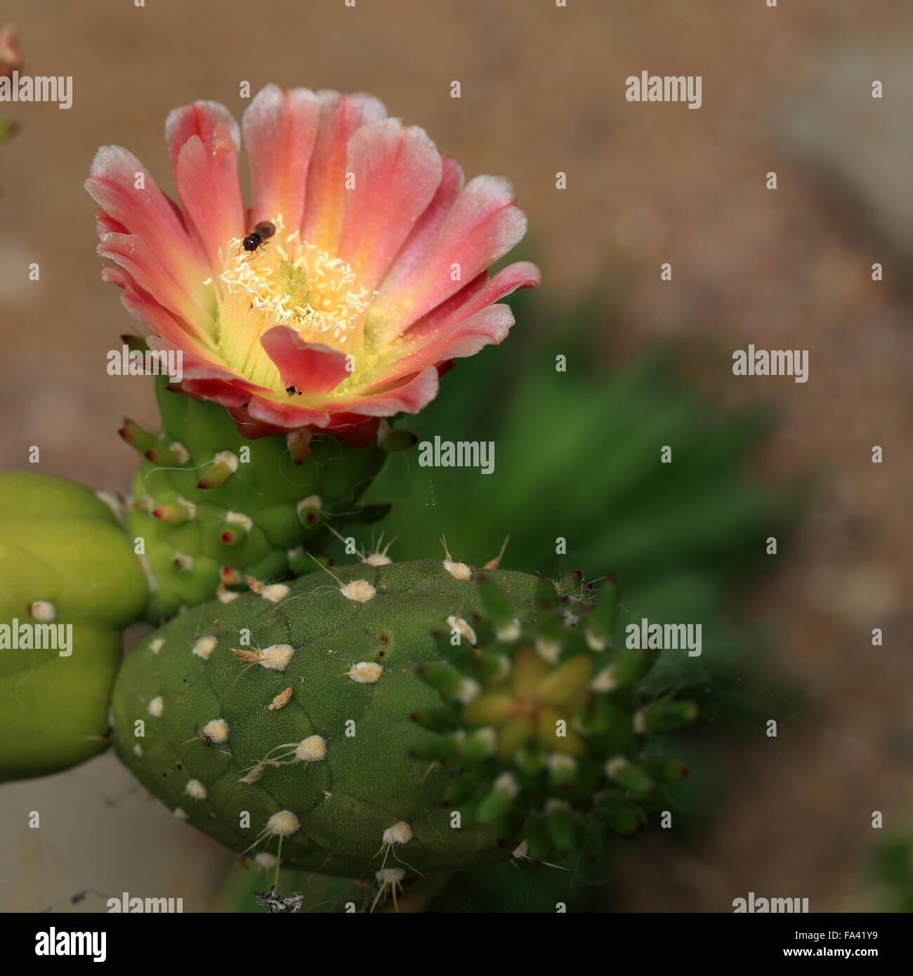 Austrocylindropuntia subulata, a flowering cactus from Peru. Stock Photo