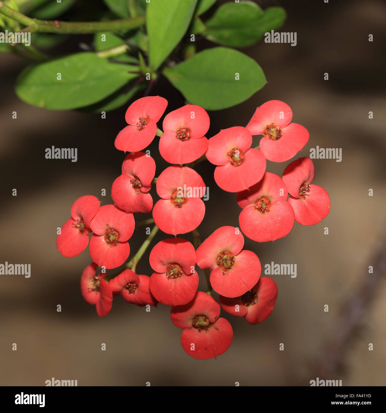 Flowers of Christ's Thorn plant, (Euphorbia milii, var, splendens from Madagascar. Stock Photo