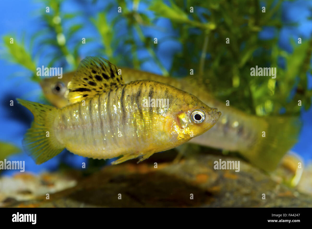 Fish from genus Poecilia in a aquatrium Stock Photo