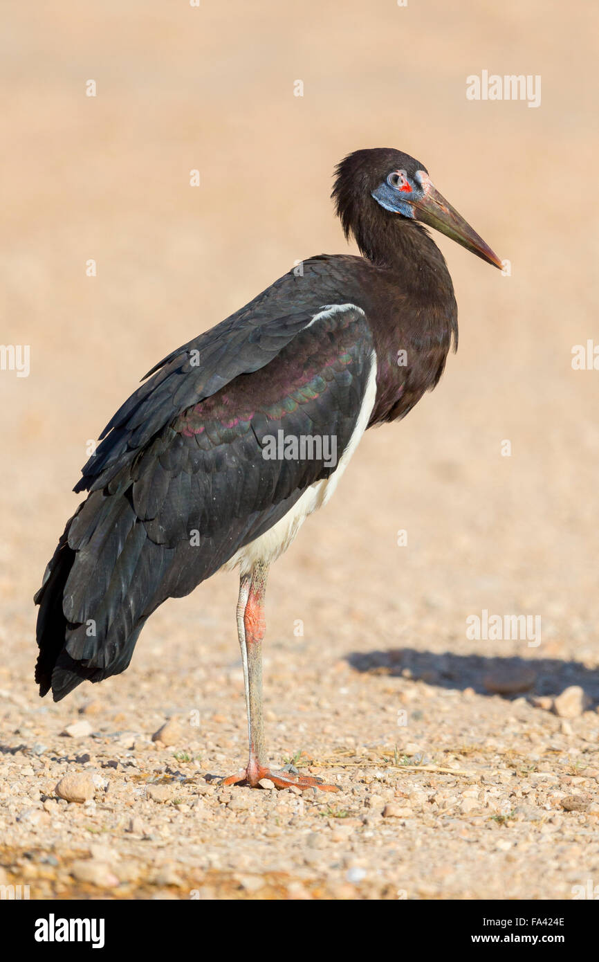 Abdim's Stork, Adult standing on the ground, Salalah, Dhofar, Oman Stock Photo