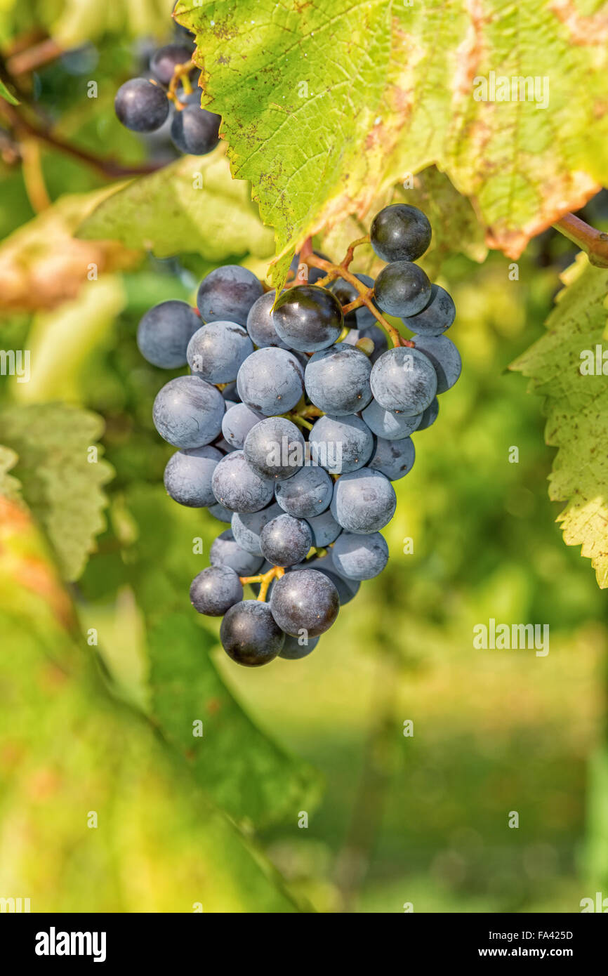 Matured grapes for good red wine Stock Photo Alamy