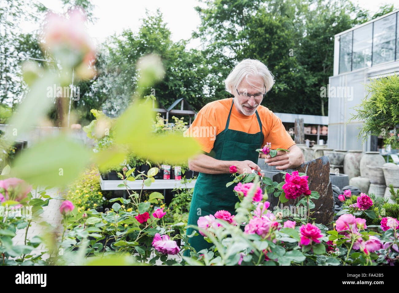 Male gardener trimming roses in greenhouse, Augsburg, Bavaria, Germany