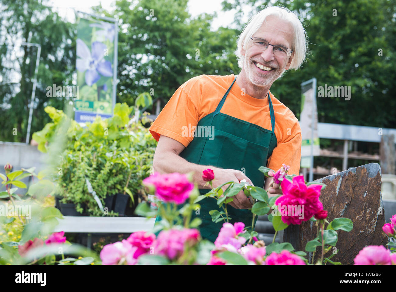 Male gardener trimming roses in greenhouse, Augsburg, Bavaria, Germany