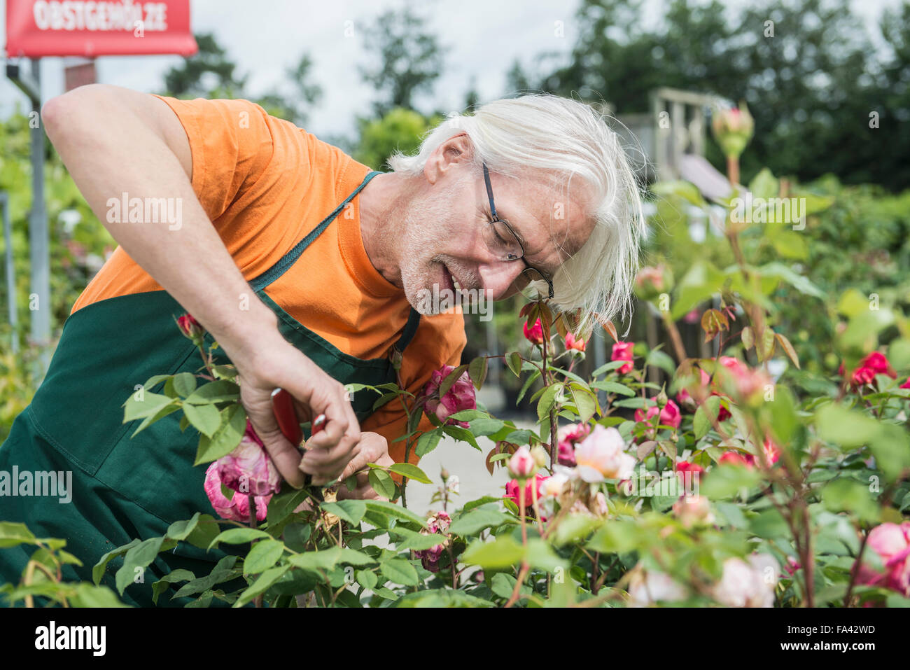 Male gardener trimming roses in greenhouse, Augsburg, Bavaria, Germany