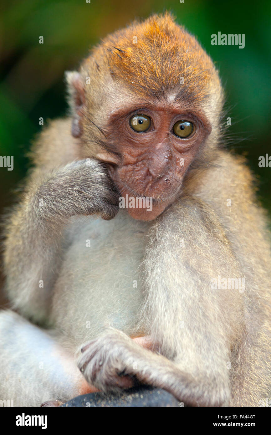Crab-eating Macaque Macaca fasdicularis young animal Stock Photo