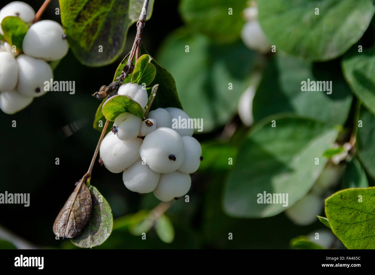 Snowberry albus shrub in park, Bulgaria Stock Photo