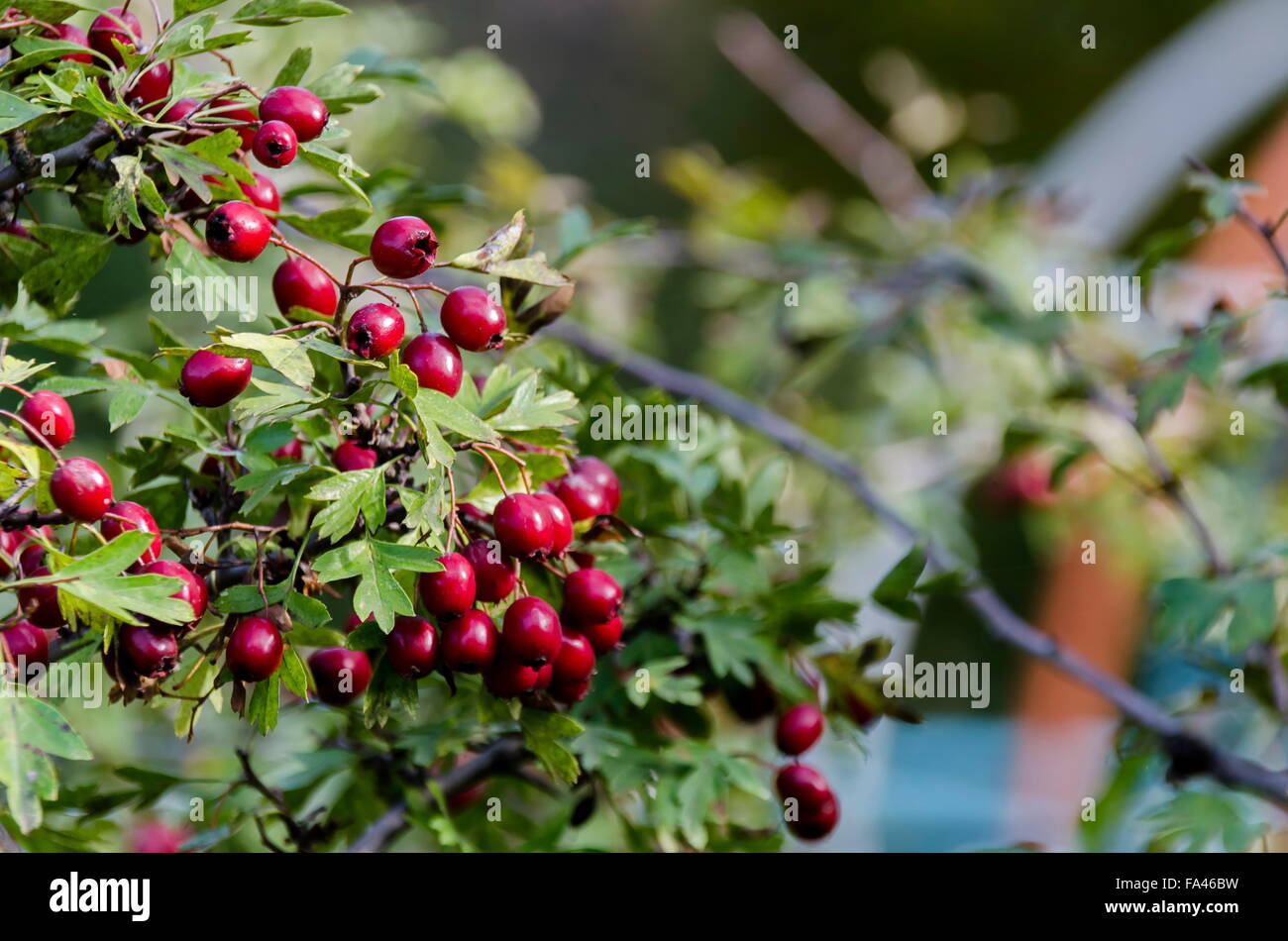 Plain hawthorn (Crataegus monogyna) shrub with fruits, Bulgaria Stock Photo