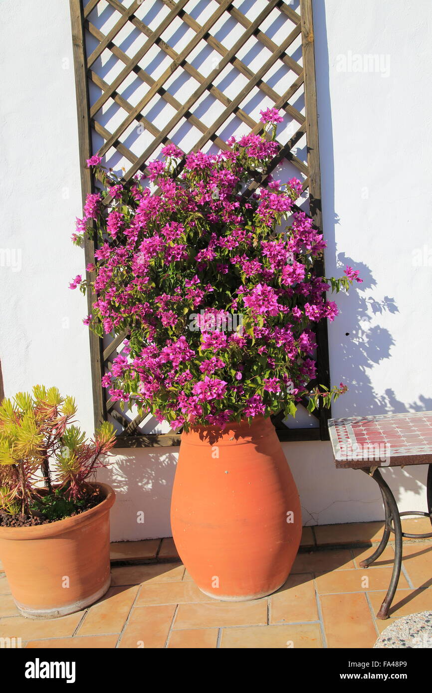 Pretty flowering bougainvillea plant in clay pot on tiled terrace