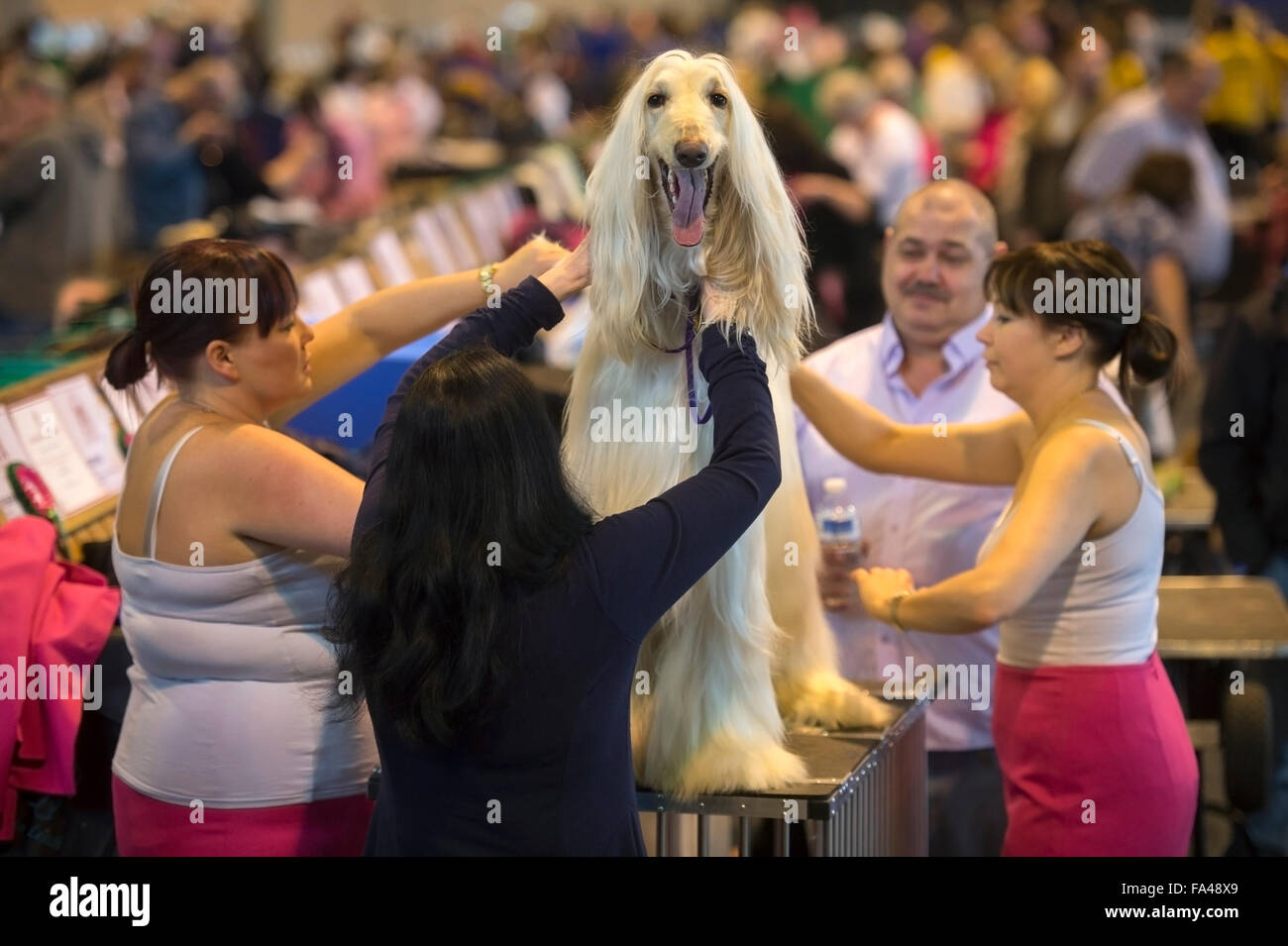 Crufts dog show at the NEC, Birmingham - an Afghan Hound with the pet name ‘Marcus’ is groomed before showing Stock Photo