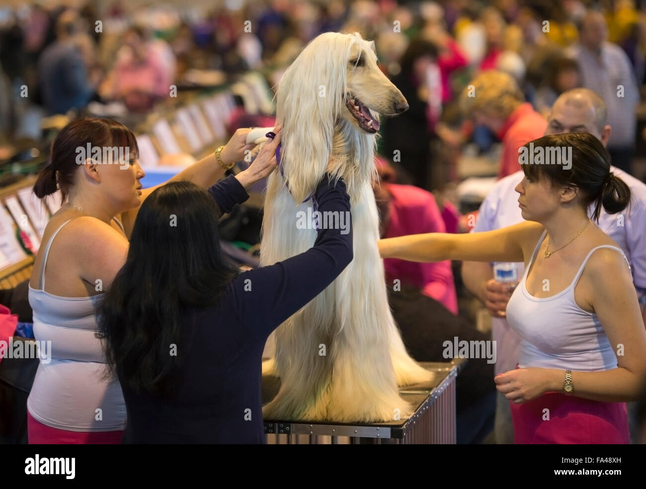 Crufts dog show at the NEC, Birmingham - an Afghan Hound with the pet name ‘Marcus’ is groomed before showing Stock Photo