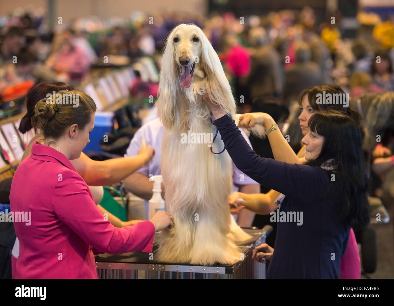 Crufts dog show at the NEC, Birmingham - an Afghan Hound with the pet name ‘Marcus’ is groomed before showing Stock Photo
