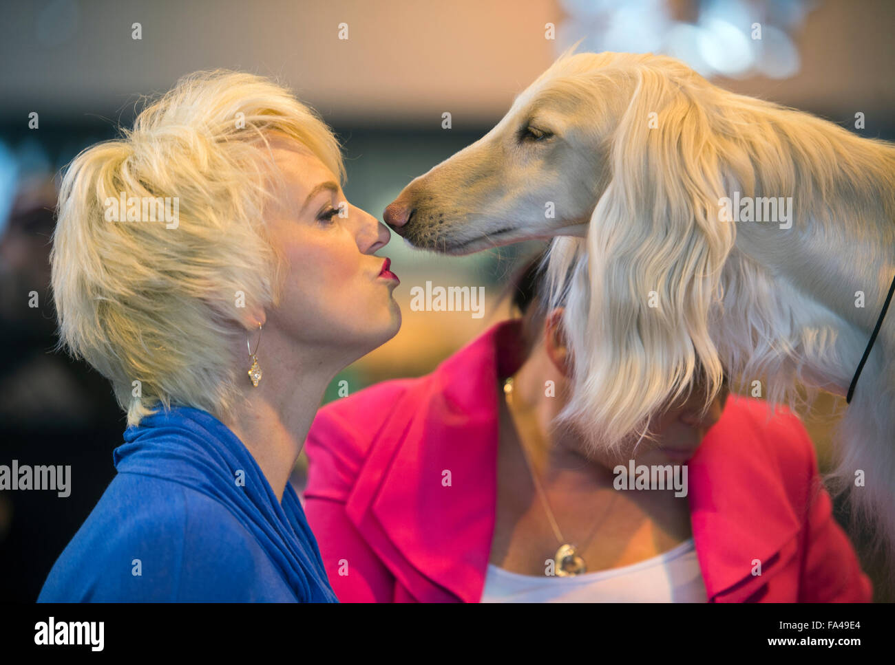 Crufts dog show at the NEC, Birmingham - A dog lover meets an Afghan Hound with the pet name ‘Marcus’ before showing Stock Photo