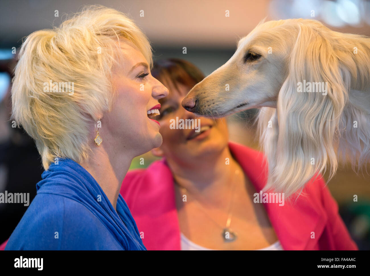 Crufts dog show at the NEC, Birmingham - A dog lover meets an Afghan Hound with the pet name ‘Marcus’ before showing Stock Photo