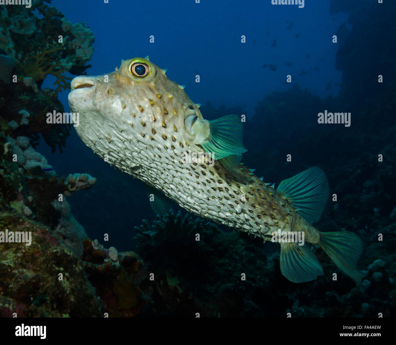 Spotbase burrfish, Cyclichthys spilostylus, on coral reef, Red Sea, Egypt Stock Photo