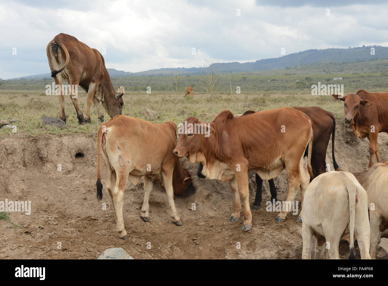 Young calves of the Boran cattle breed grazing on the Soysambu