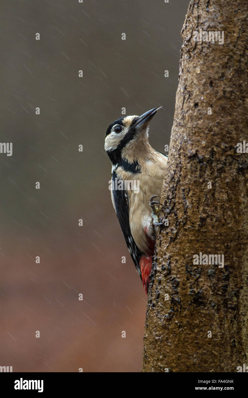 Great spotted woodpecker tongue hi-res stock photography and images - Alamy