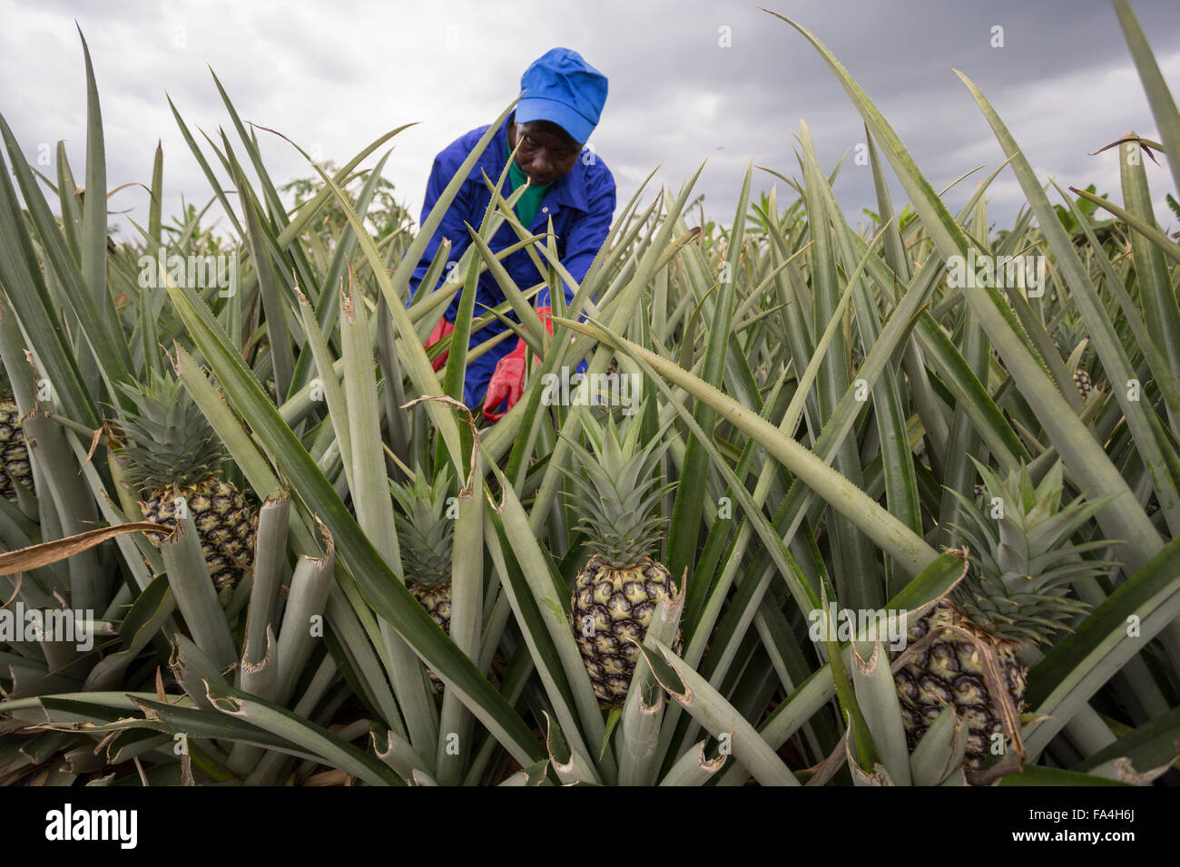 Commercial pineapple farming in Fotobi village, Ghana. Stock Photo
