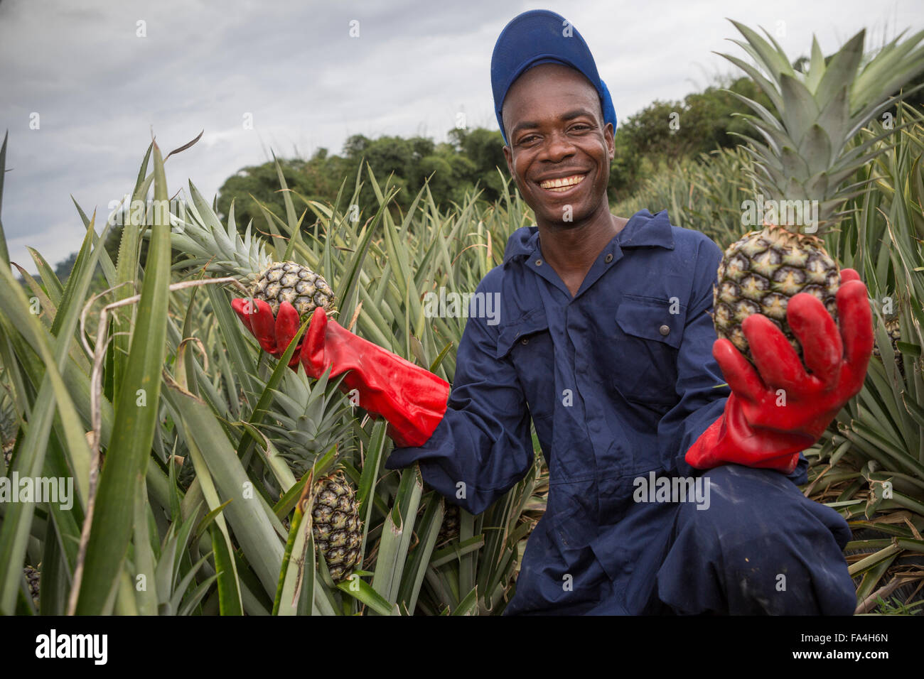 Commercial pineapple farming in Fotobi village, Ghana Stock Photo Alamy