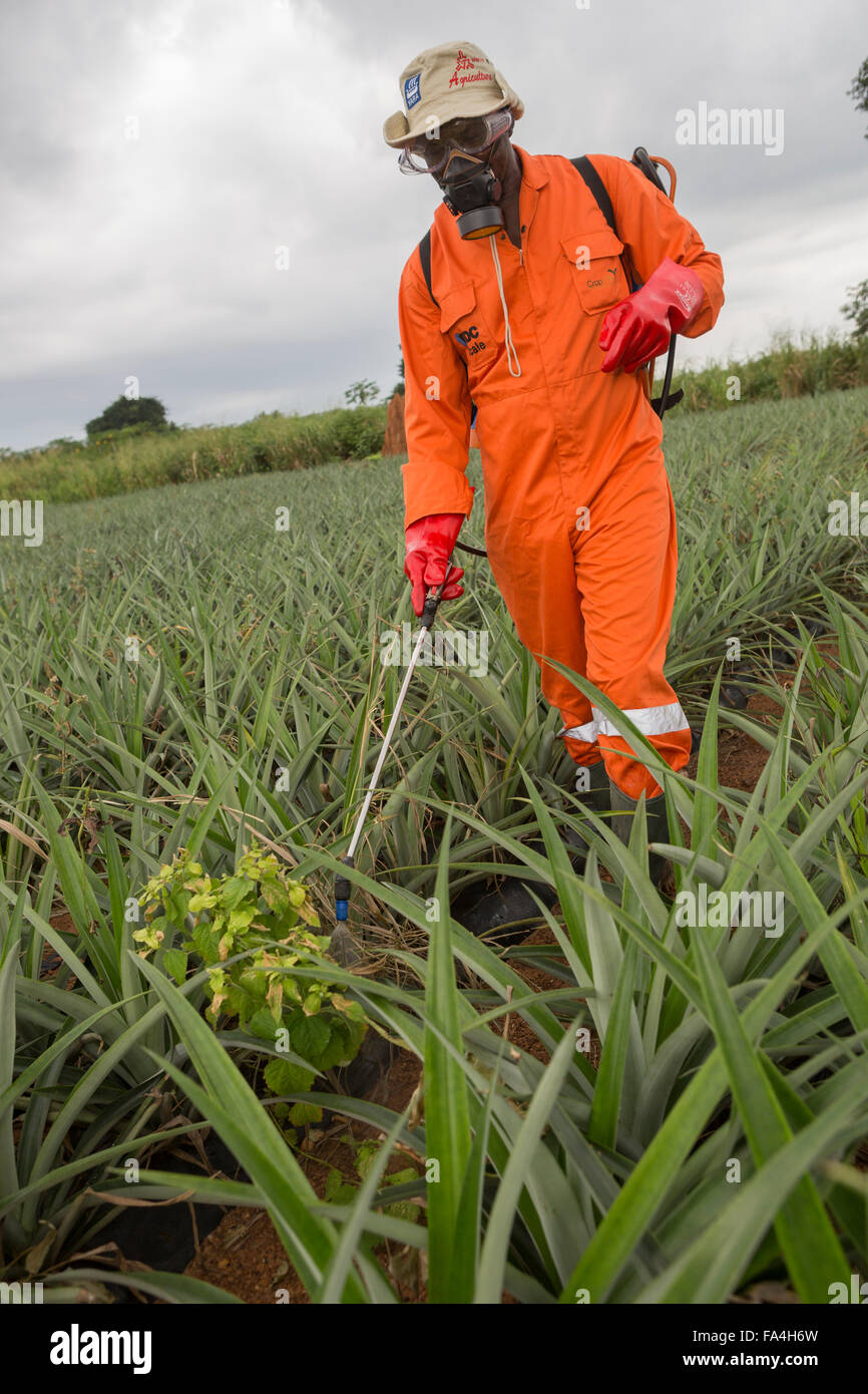 A pineapple farmer sprays pesticide in Fotobi village, Ghana. Stock Photo