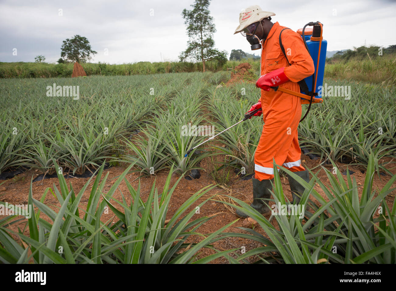 A pineapple farmer sprays pesticide in Fotobi village, Ghana. Stock Photo