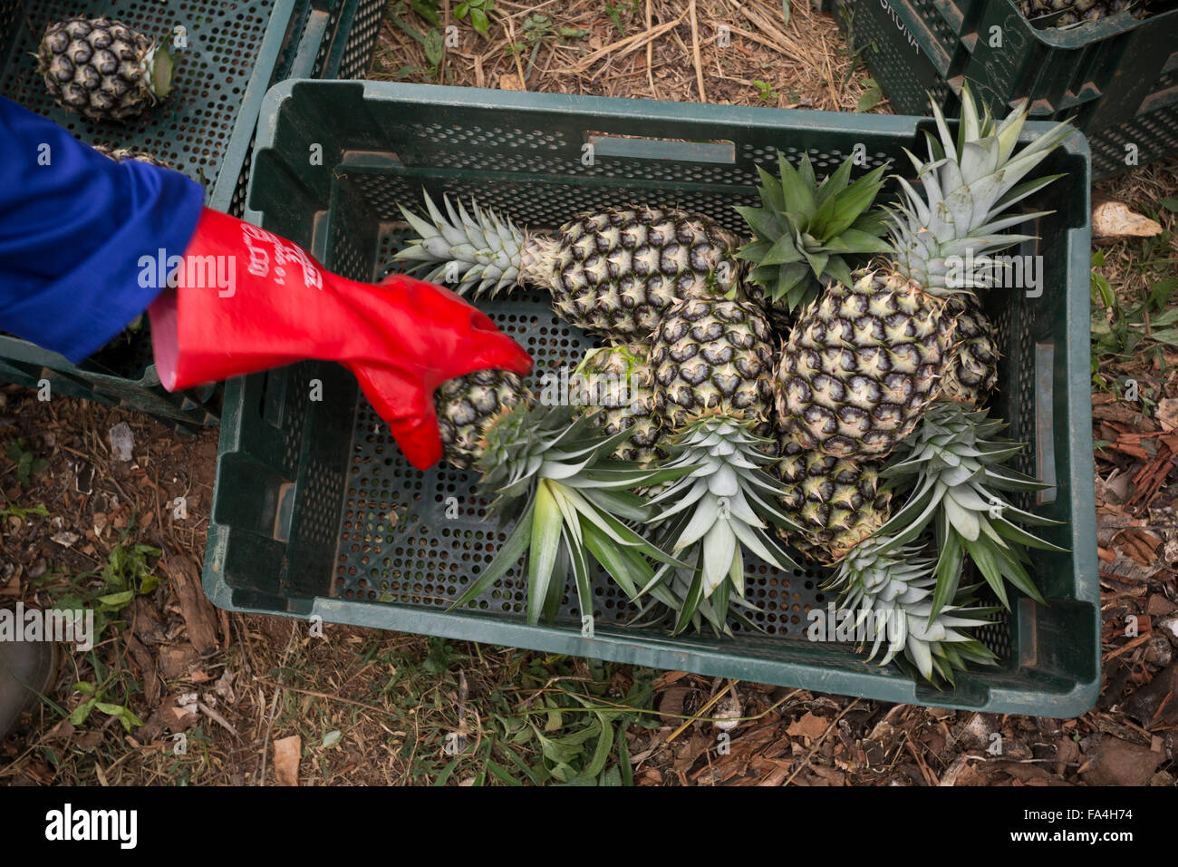 Commercial pineapple farming in Fotobi village, Ghana Stock Photo Alamy