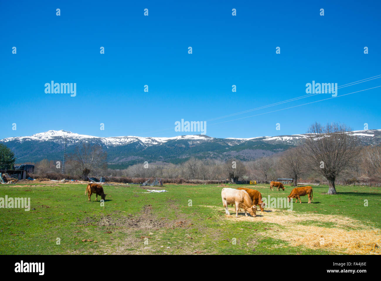 Cows grazing. El Paular valley, Rascafria, Madrid province, Spain. Stock Photo