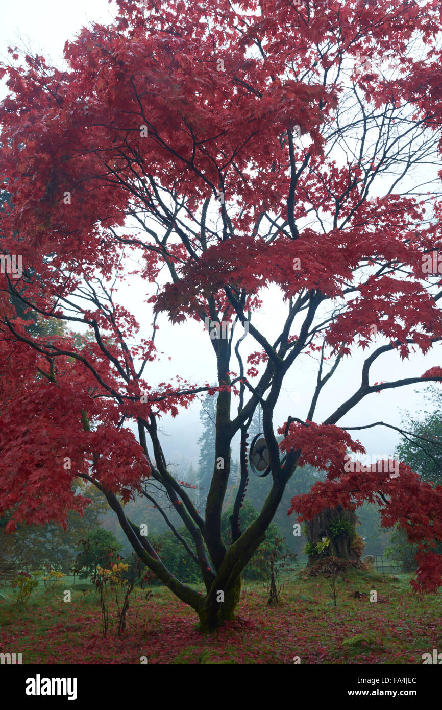 Japanese Maple Tree at Rydal Hall - Lake District, England, UK Stock Photo