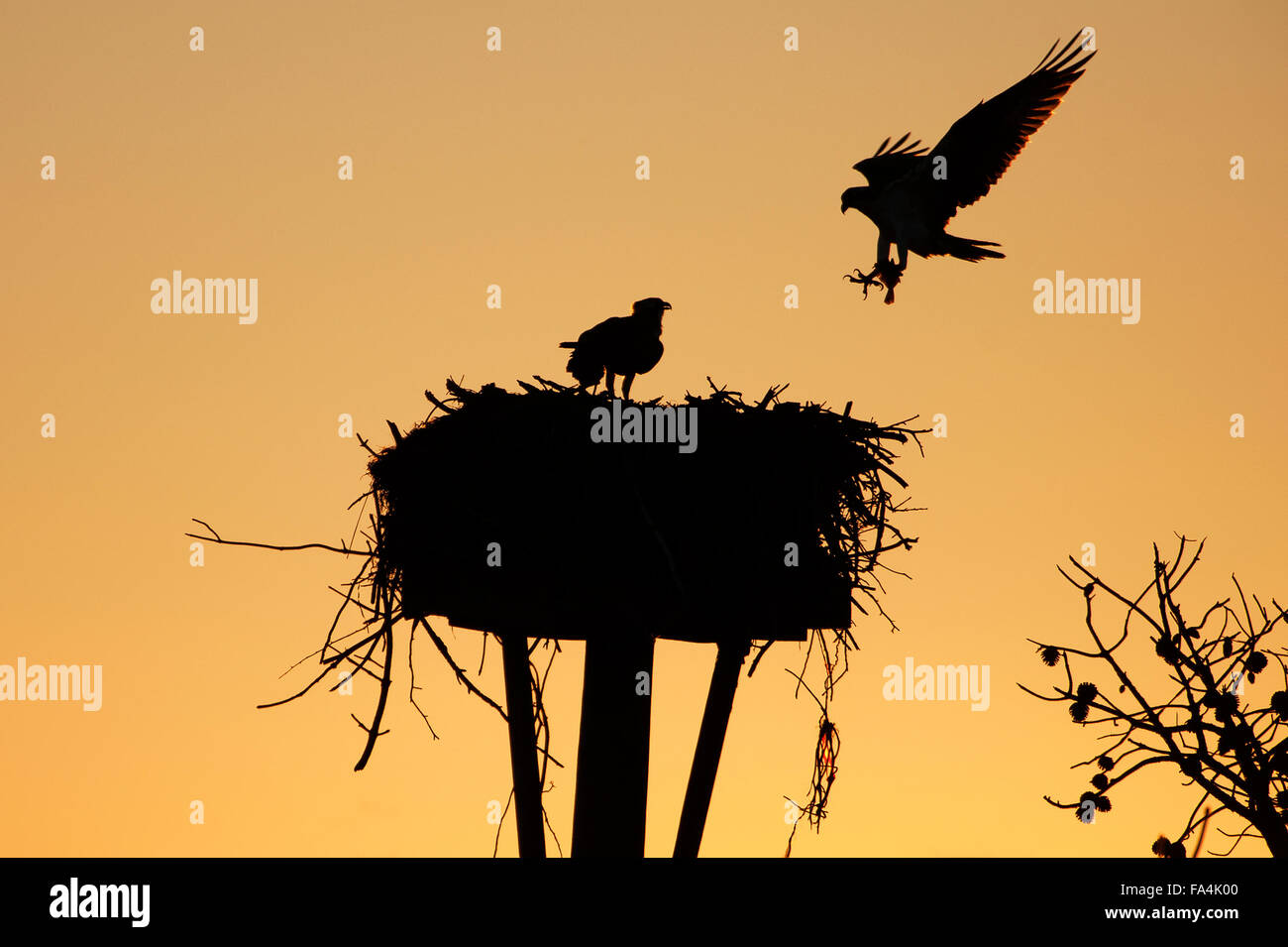 Silhouette of osprey bringing fish to fledglings, Stock Photo