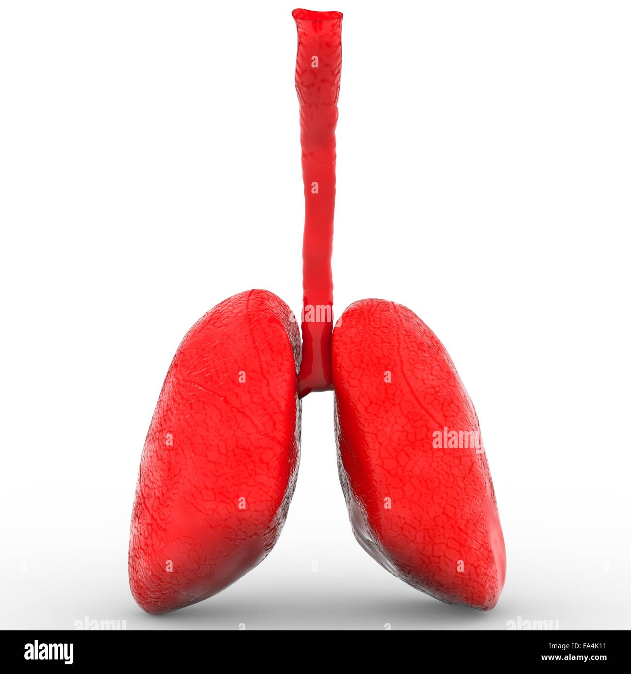Human Respiratory System Lungs Anatomy Stock Photo