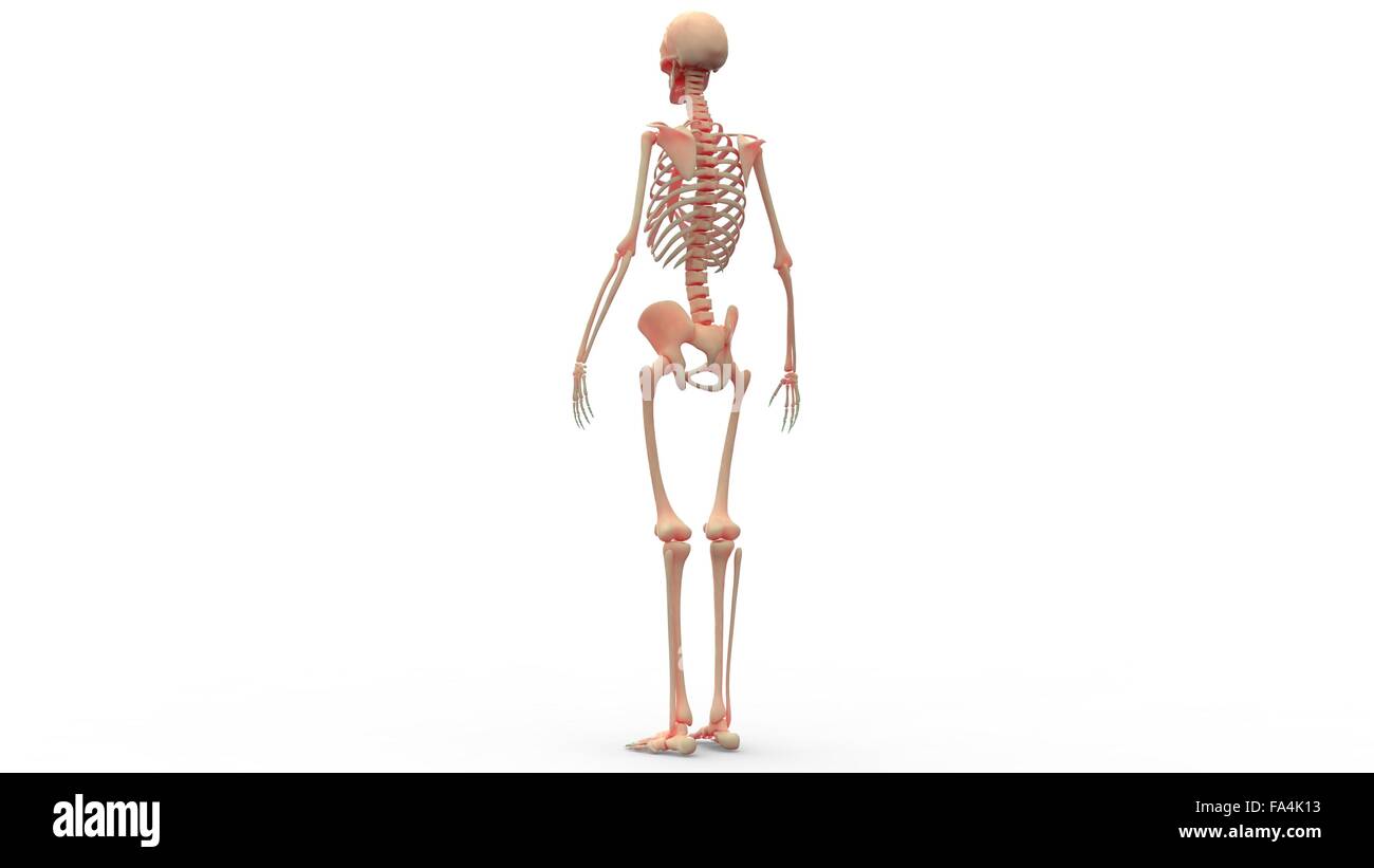 Human Skeleton System Anatomy Stock Photo