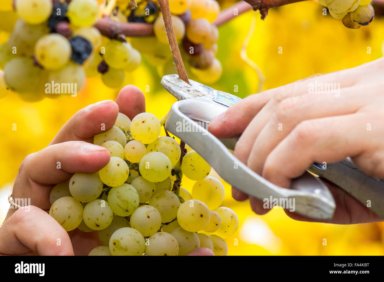 Grapes harvest. Farmer is cutting a ripe white grapes in vineyard Stock Photo