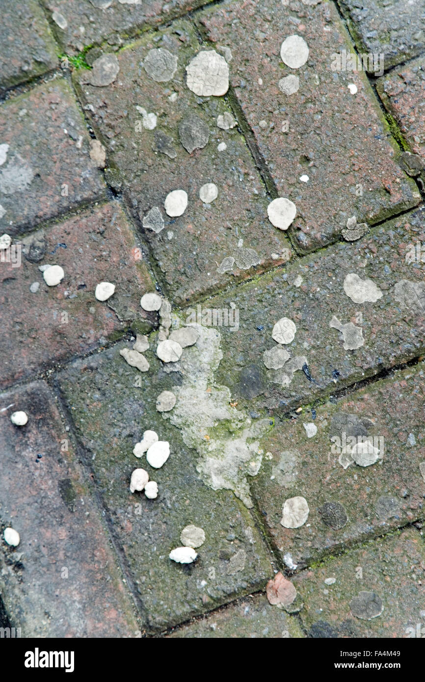 Chewing gum stuck to a pavement, Stock Photo