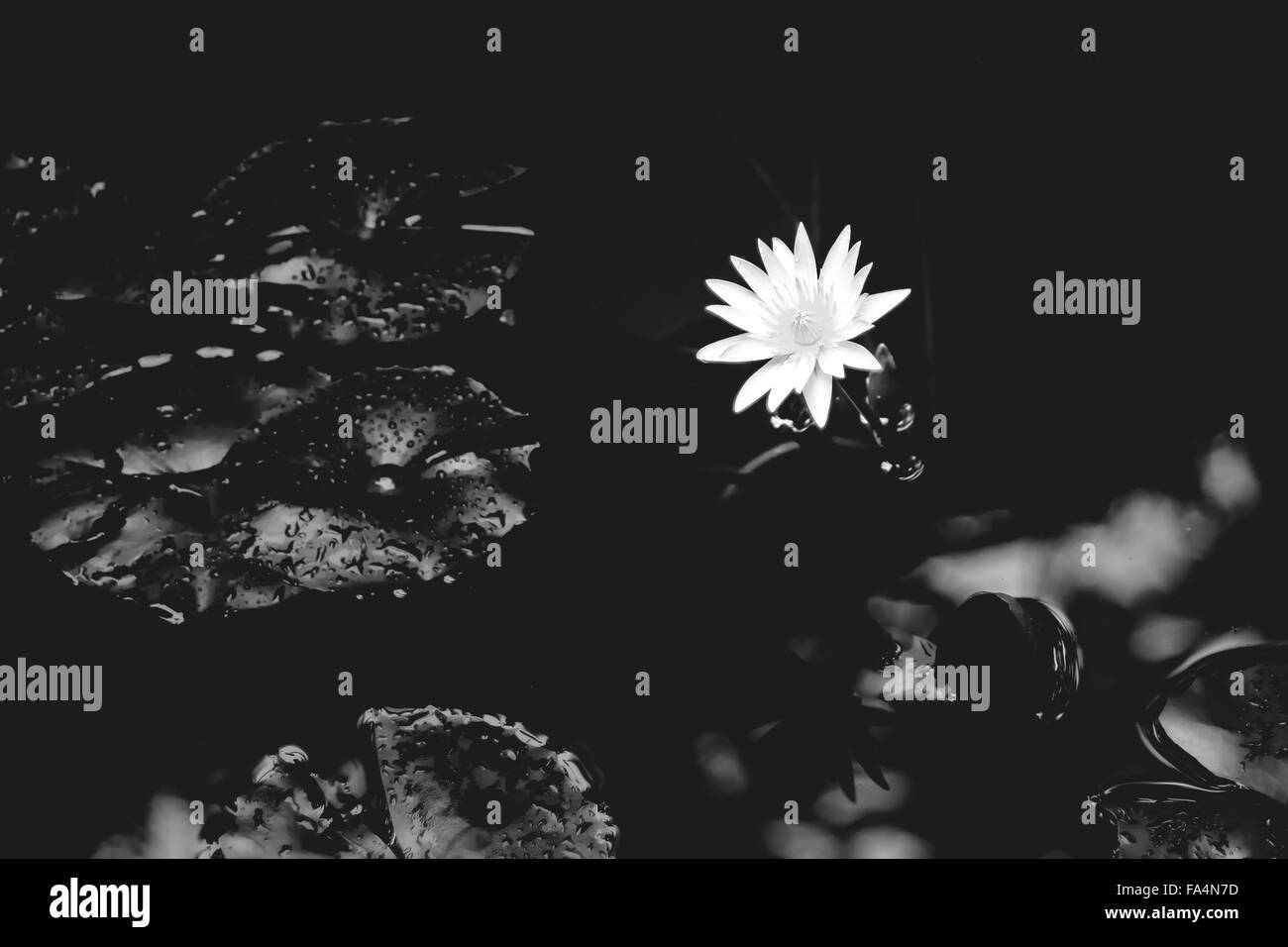 Black And White Pond High Resolution Stock Photography and Images - Alamy