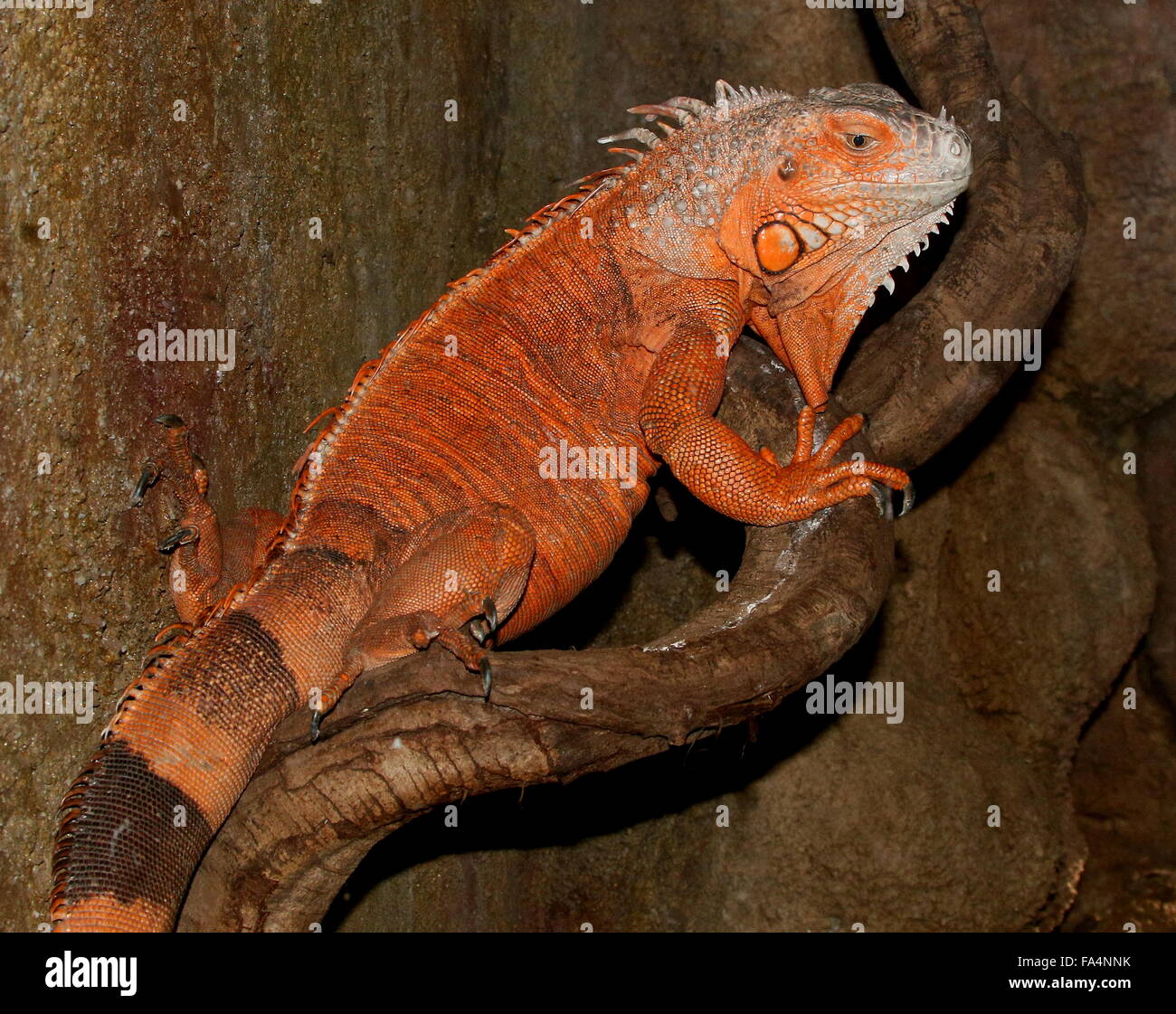Orange Iguana