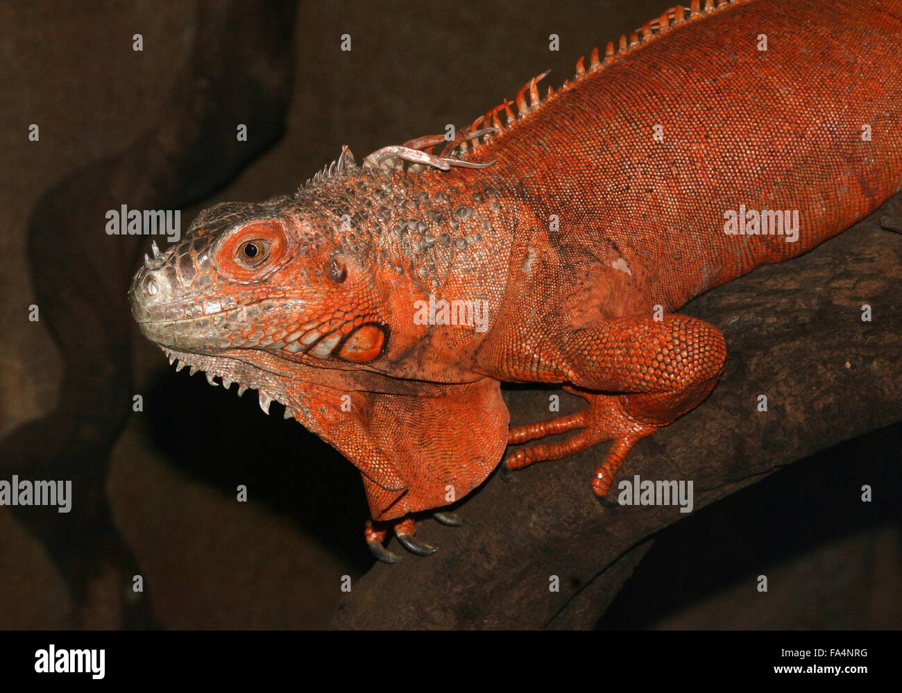 Male Mexican or Central America Green Iguana (Iguana iguana), orange coloured variety. Throat dewlap clearly visible Stock Photo