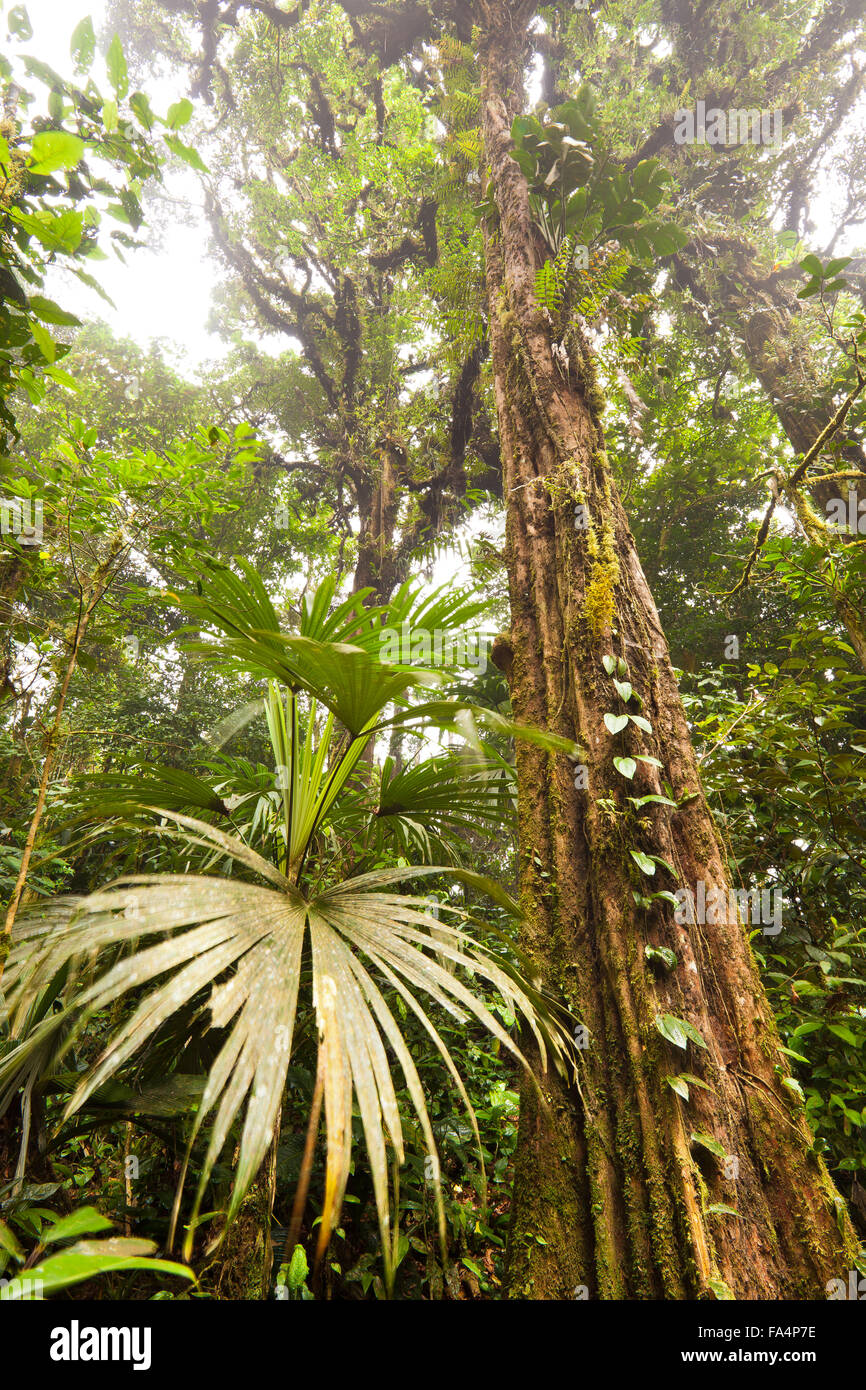 Cloud forest inside Altos de Campana national park, Republic of Panama. Stock Photo