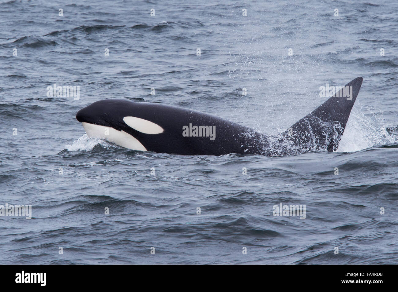 Large bull or male Orca or Killer Whale, surfacing with large, errect dorsal fin showing, Monterey, California, Pacific Ocean Stock Photo