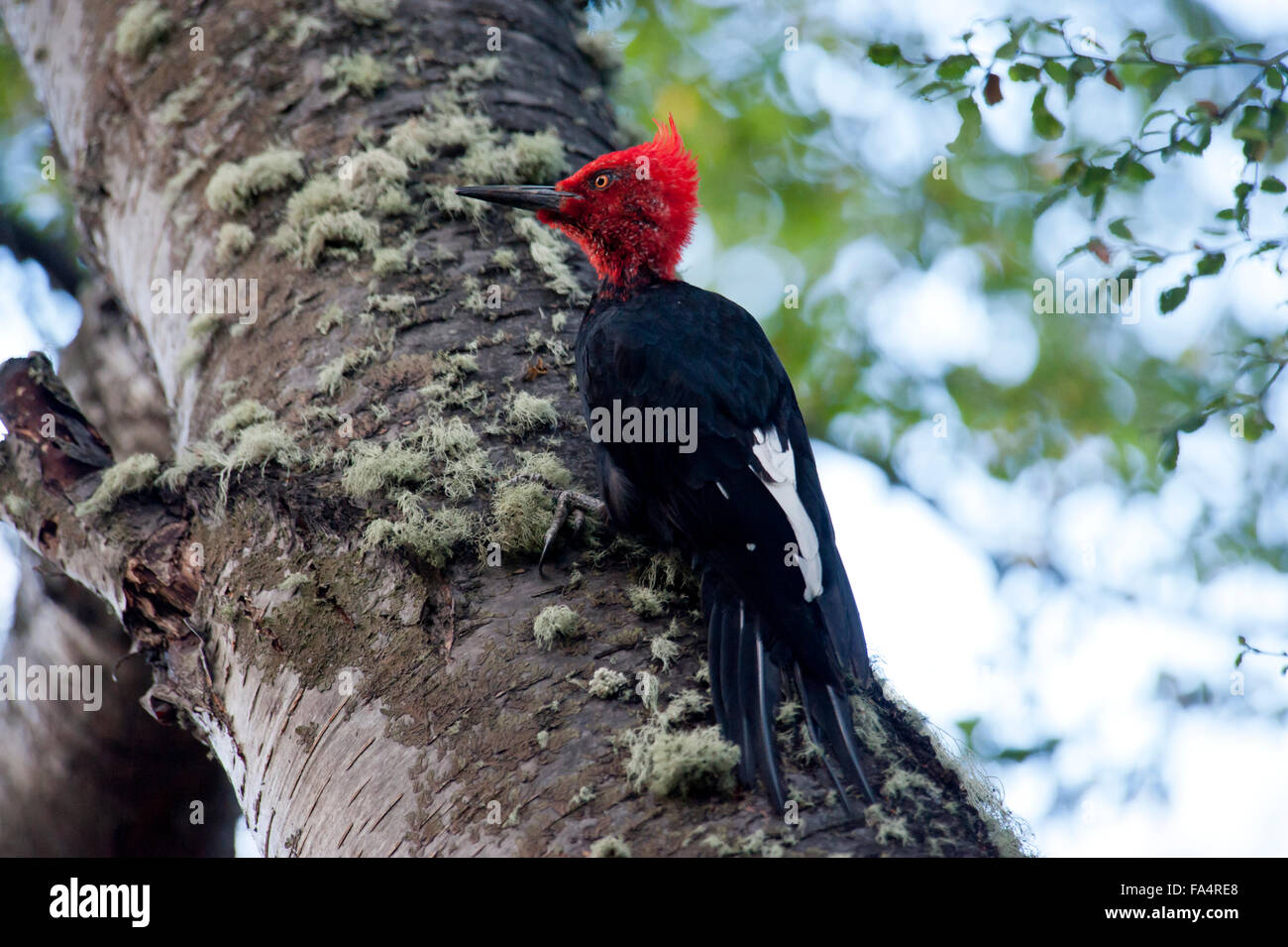 Male Magellanic woodpecker (Campephilus magellanicus), on tree showing red head & crest, Argentina, South America Stock Photo