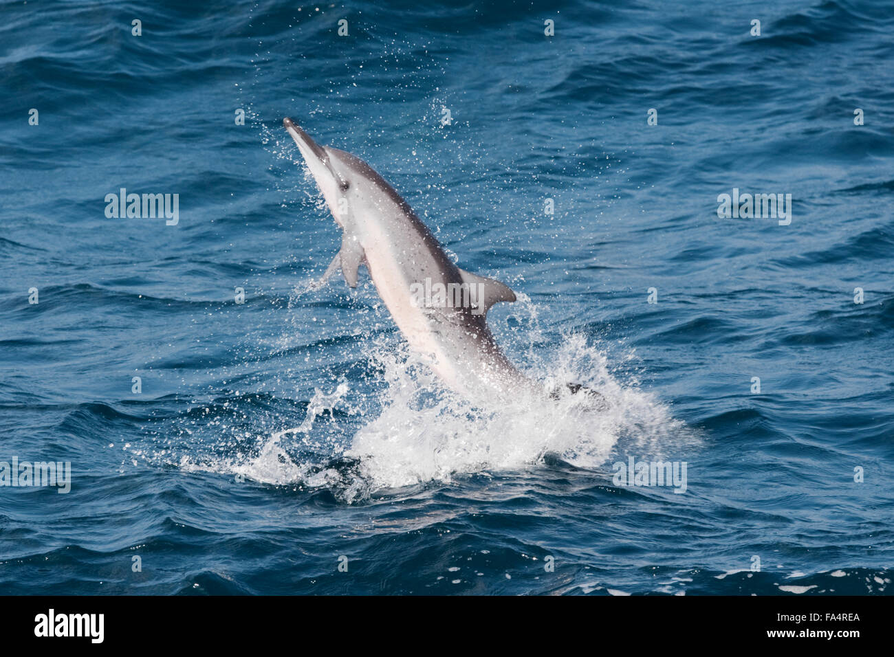 Hawaiian/Grays Spinner Dolphin, Stenella longirostris, spinning, Maldives, Indian Ocean. Stock Photo