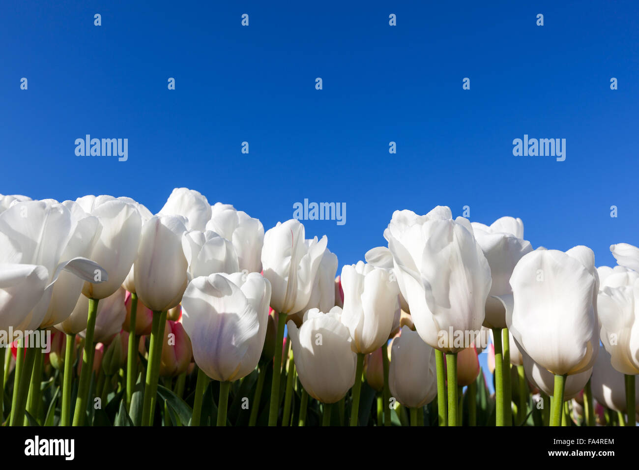 A row of white tulip flowers creating a wall against a clear blue sky ...